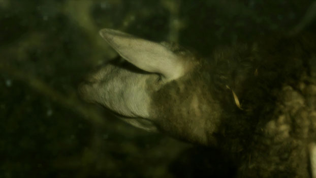 A sheep underwater