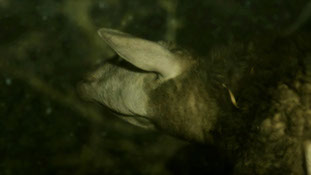A sheep under water. Still from the video Art Project Duermen Bajo las Aguas